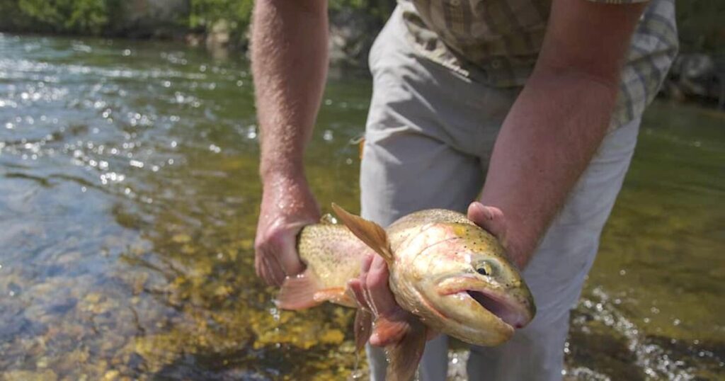 Game and Fish lifts voluntary fishing closures for North Platte River near Casper | Rawlins Times Game and Fish lifts voluntary fishing closures for North Platte River near Casper | Rawlins Times