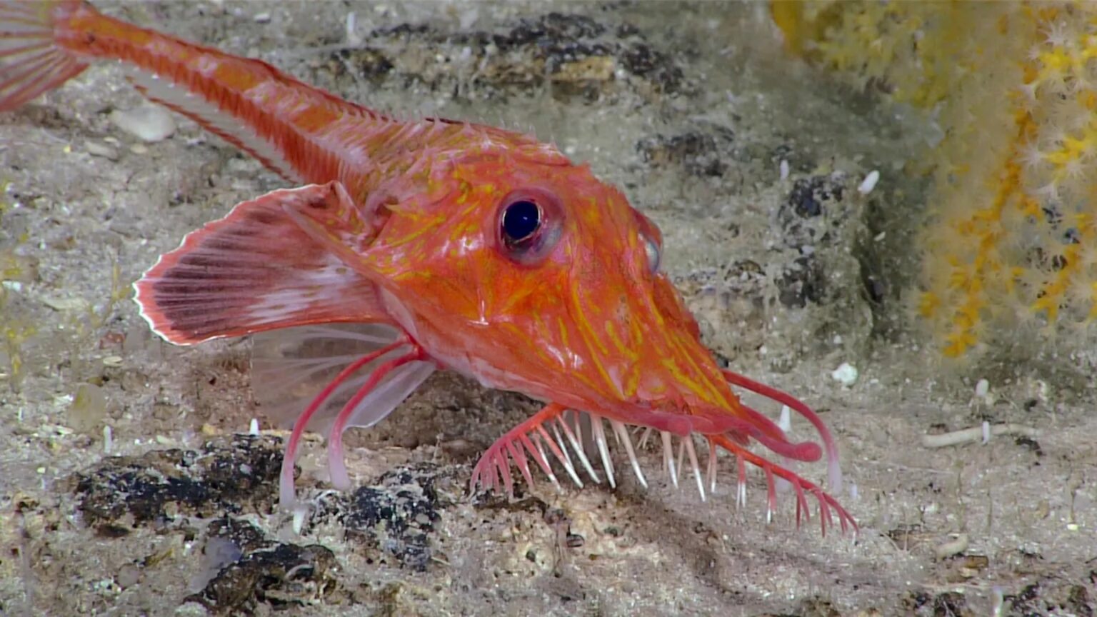 Scientists film deep-sea fish ‘walking’ backward for the first known time An orange fish with long, thin fins and protruding whiskers on the ocean floor.