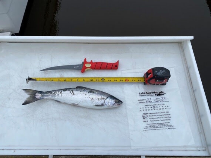 What fish eat can reveal changes in Lake Superior’s food web