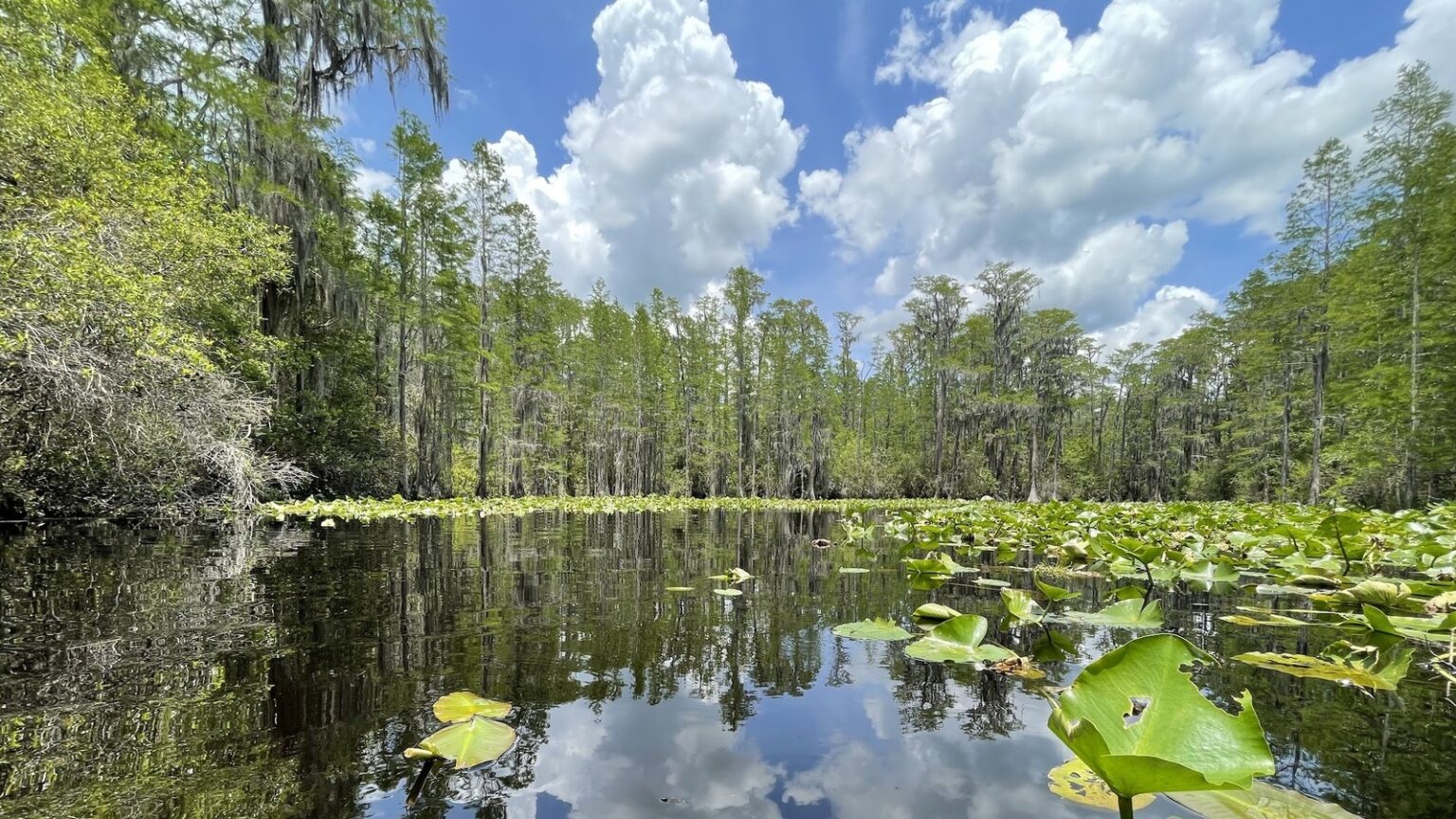 This Georgia State Park With Wetland Trails, Fishing, And Dark Skies Is Undergoing More Than Just A Name Change This Georgia State Park With Wetland Trails, Fishing, And Dark Skies Is Undergoing More Than Just A Name Change