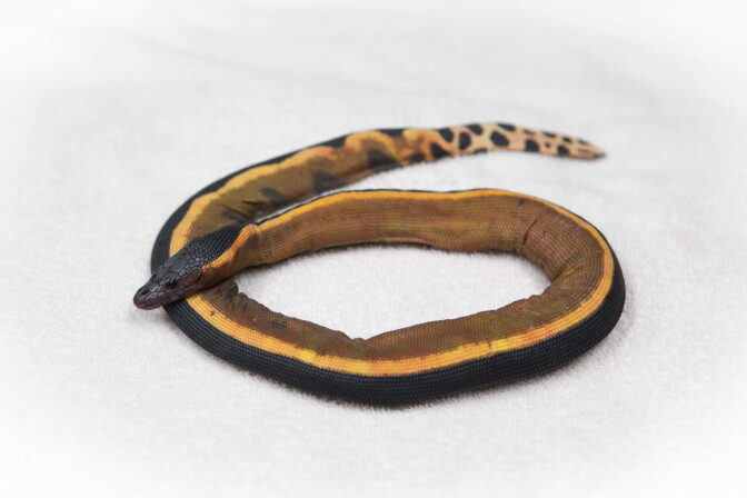A coiled snake with a black head, yellow and brown striped body, and a spotted tail rests on a light gray surface.