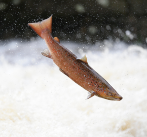 Supporters raise over £116,000 to protect wild fish