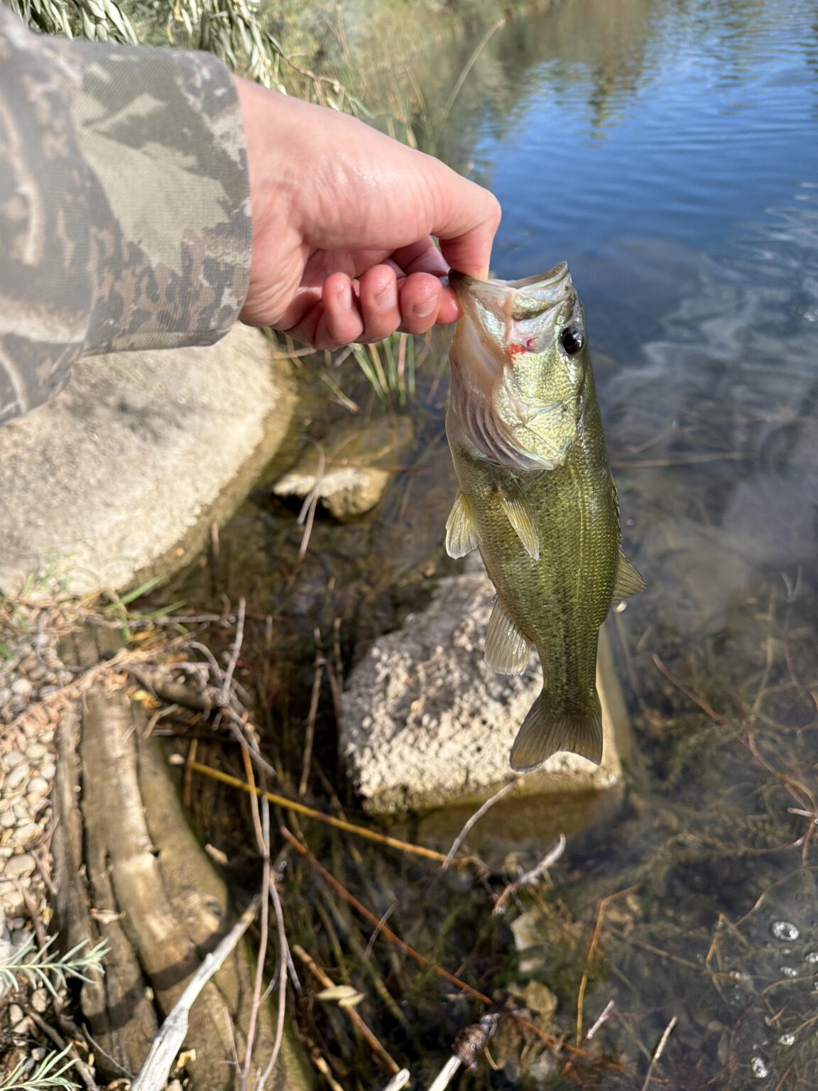My first largemouth!