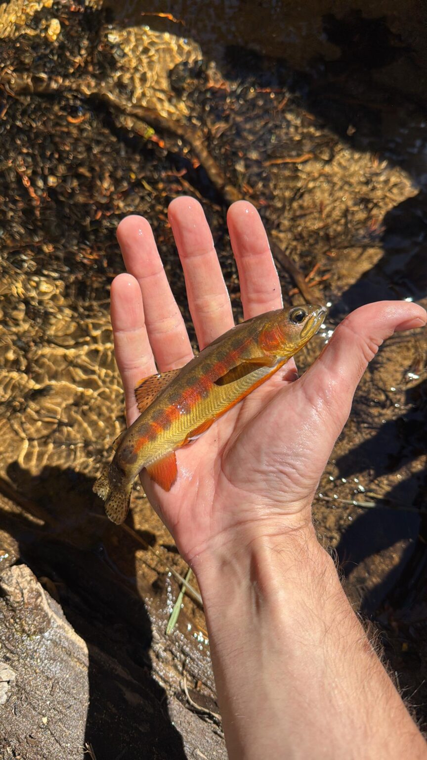 Golden Trout (9/20 Cottonwood Creek, CA)