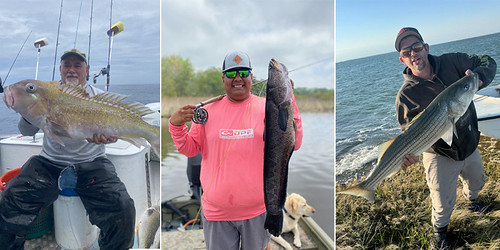 Collage of three different men holding fish they caught