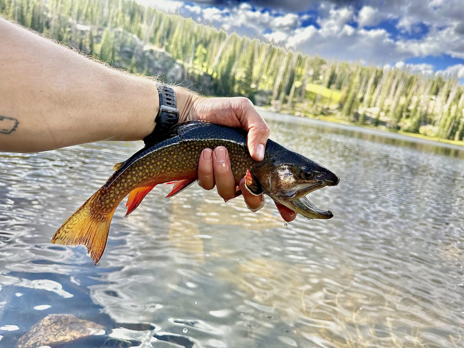 BROOKIES are getting ready to fuggg