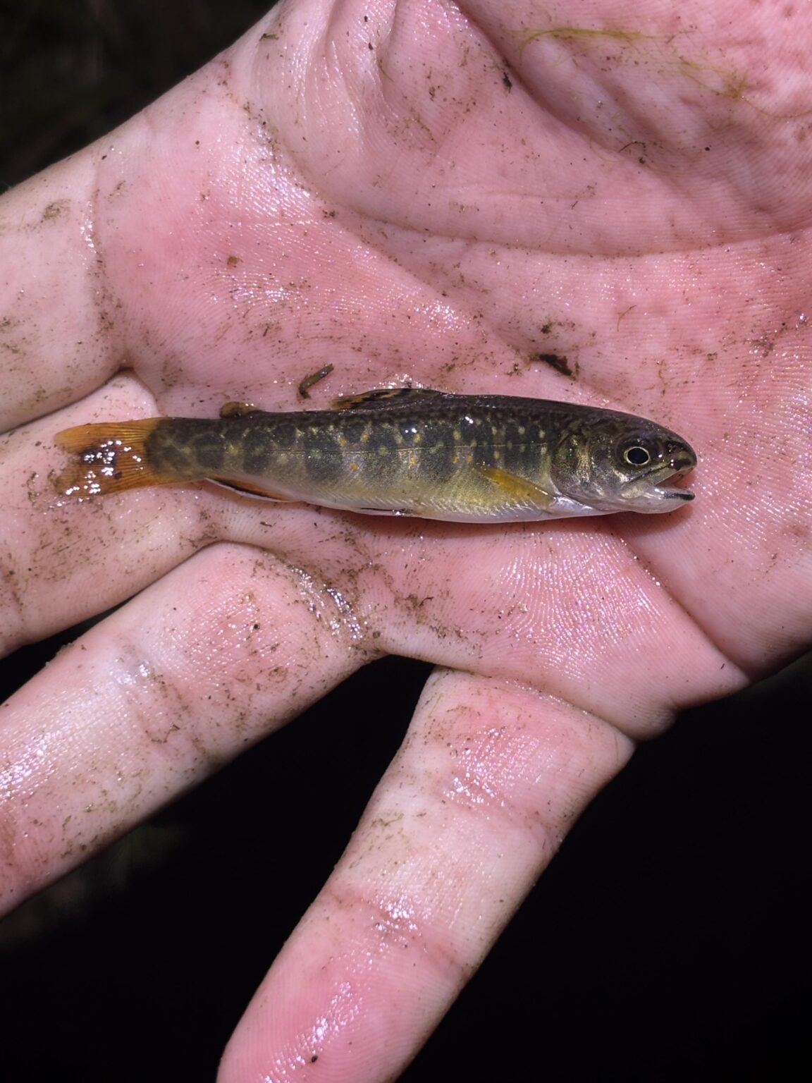 Brook trout