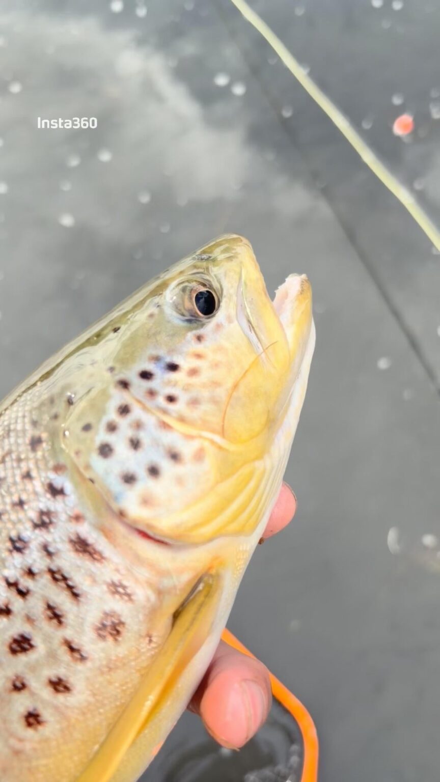 fishings been good lately🥳