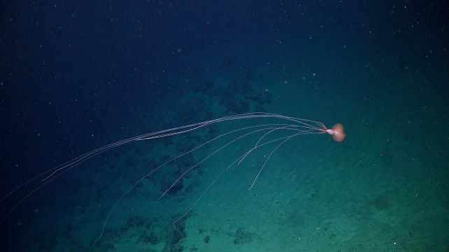Journey Deep Beneath The Atlantic Yields Haunting First-Ever Footage of Rare Barreleye Fish