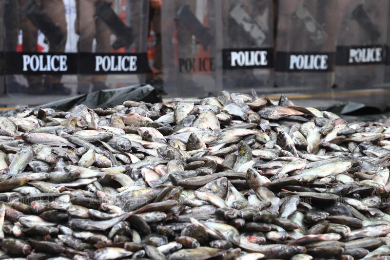 Farmers from 19 provinces of Thailand dump truckloads of blackchin tilapia outside Government House, Bangkok, to protest against the slow progress in eliminating the invasive fish that is destructive to local ecosystems in March 2025. (File photo: Nutthawat Wichieanbut)