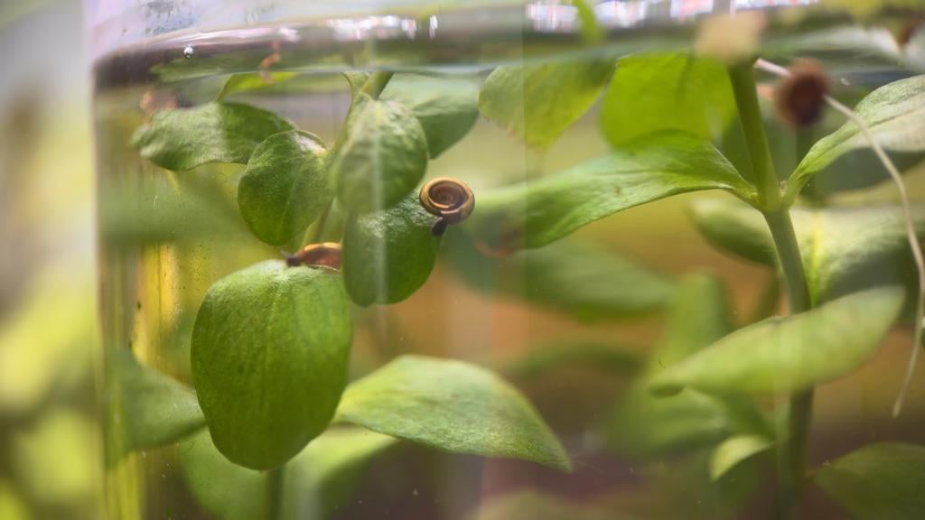 The mini whirlpool ramshorn (Anisus vortex) - would you keep these?