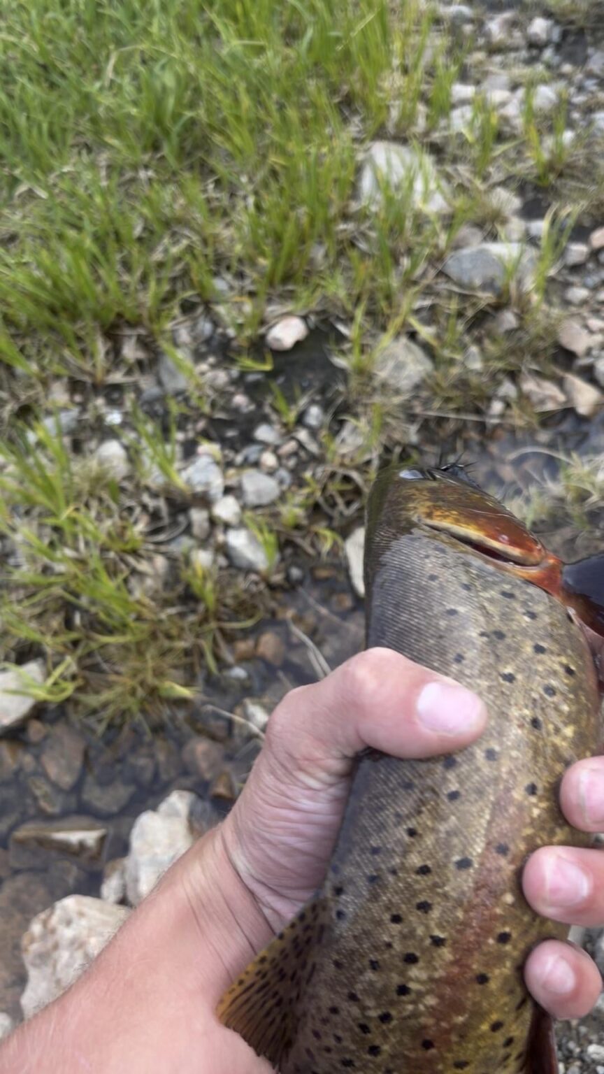 beautiful fish🙌