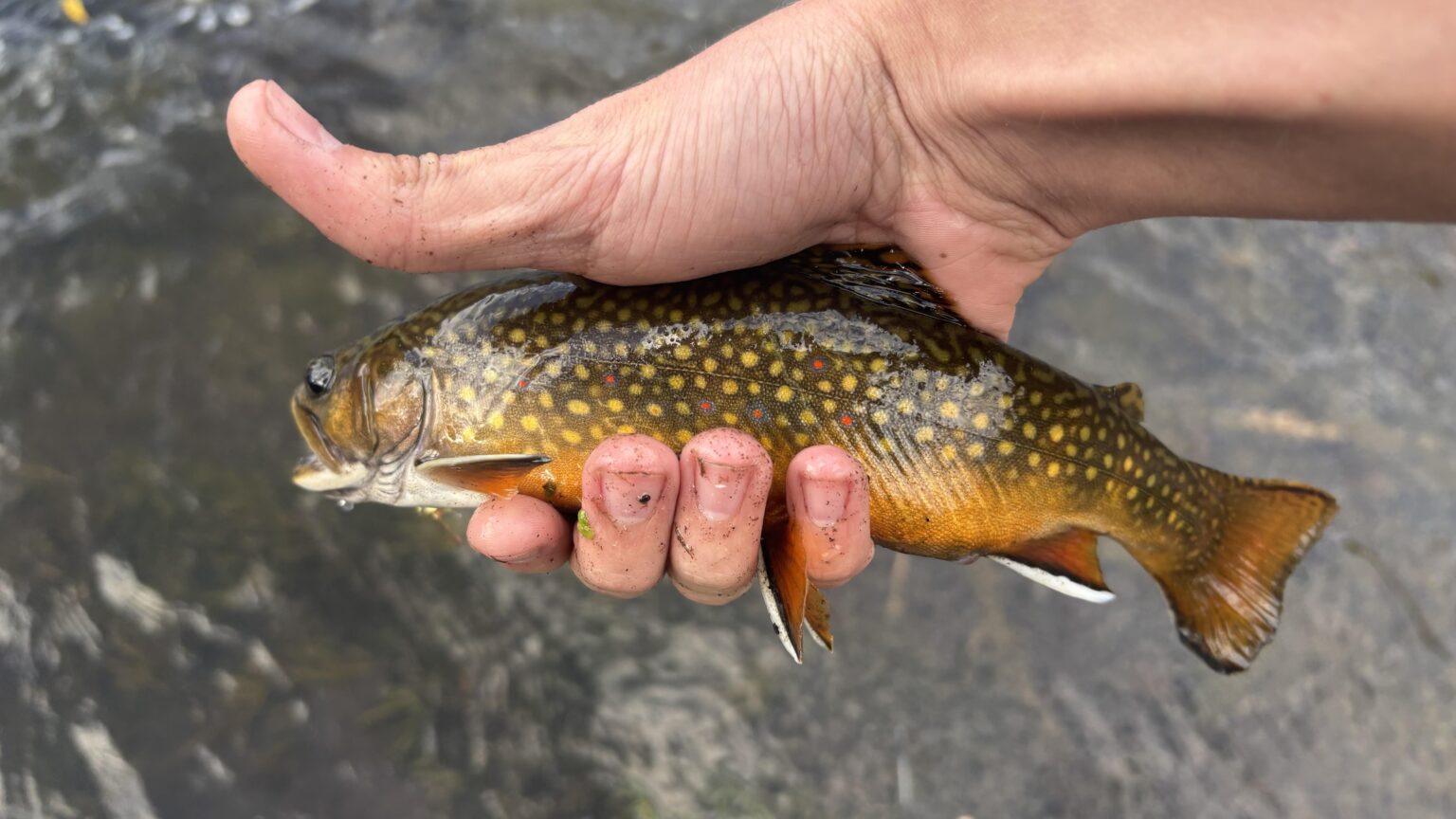 Very first Brook Trout