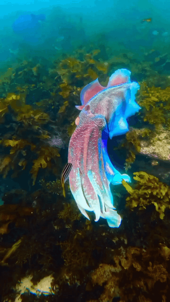 Colorful Cuttlefish