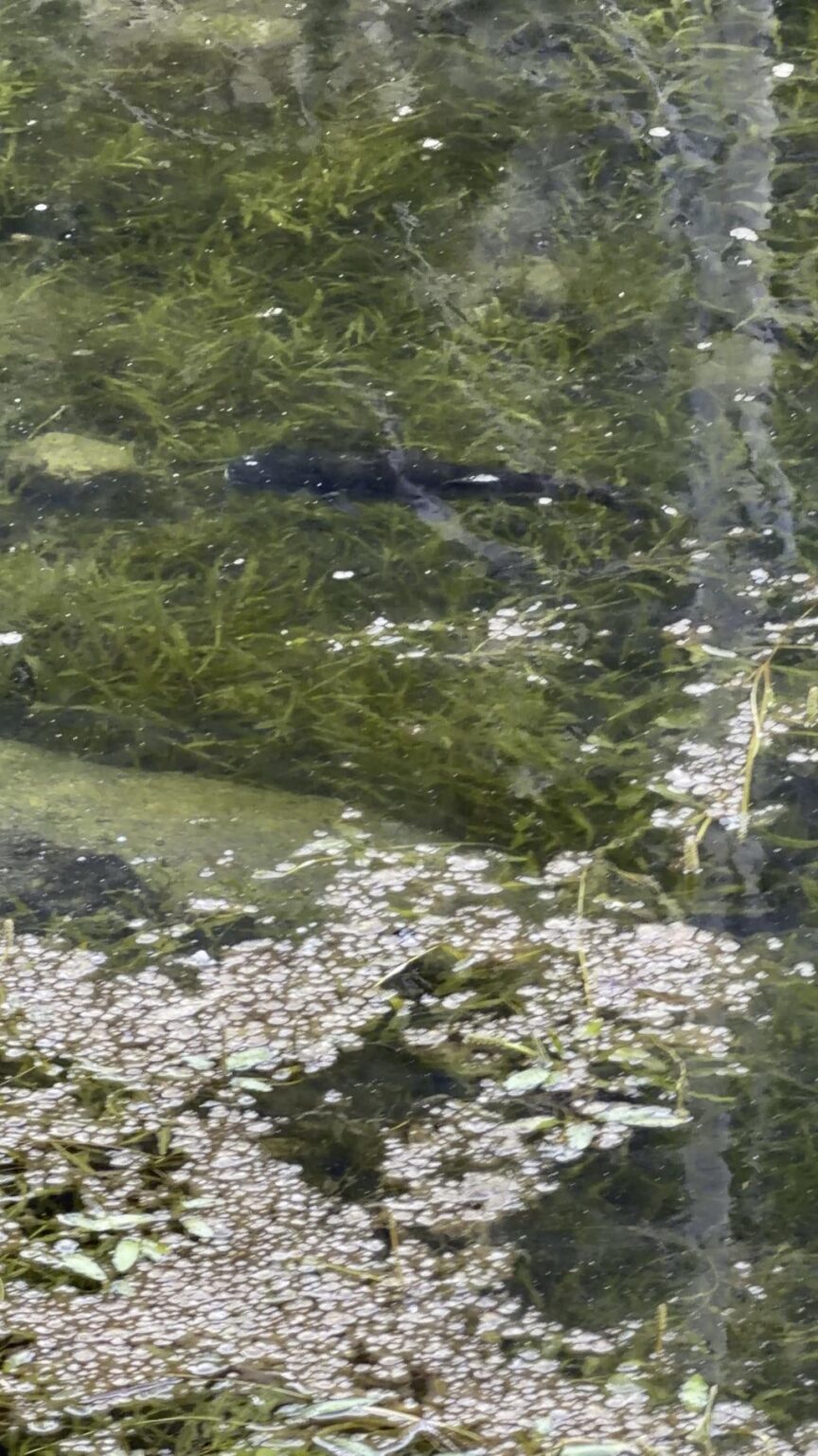 Trout stream at 5,300 ft… and a channel catfish?