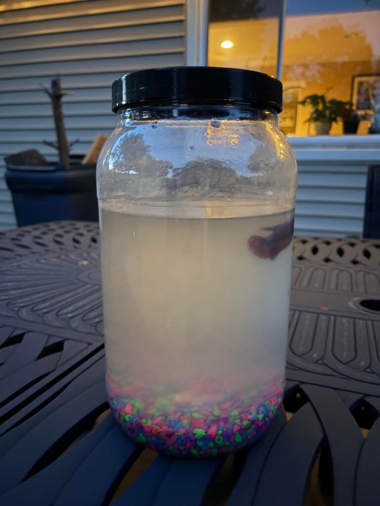 Betta Fish: Betta Tank From Hell Betta Tank From Hell