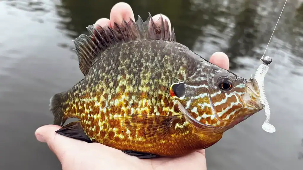 Bluegill caught on soft plastic jig
