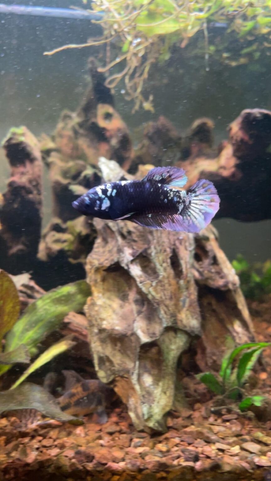 Betta fins torn and changed color drastically