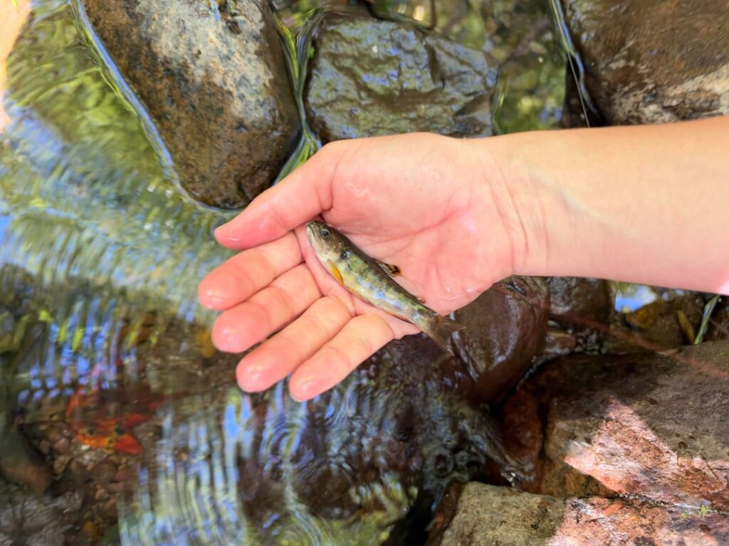 First ever trout