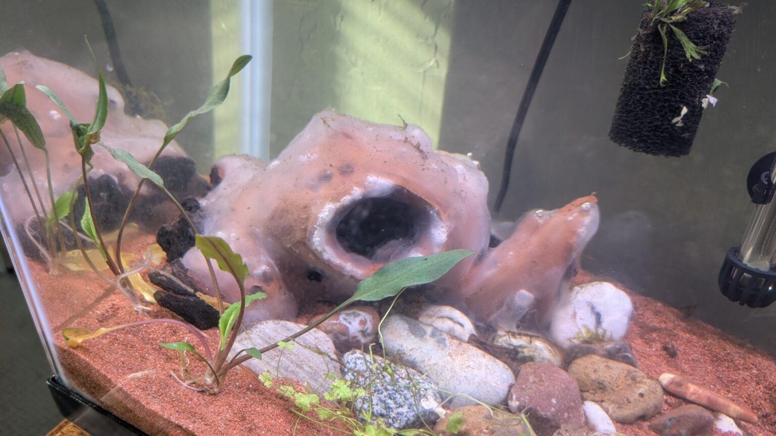 What the hell is this jelly on this wood?