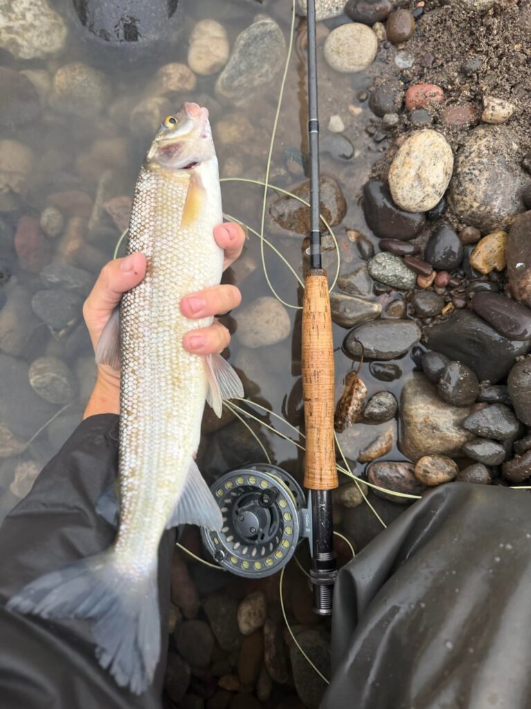 The return of the white fish!(swam off strong as heck!)