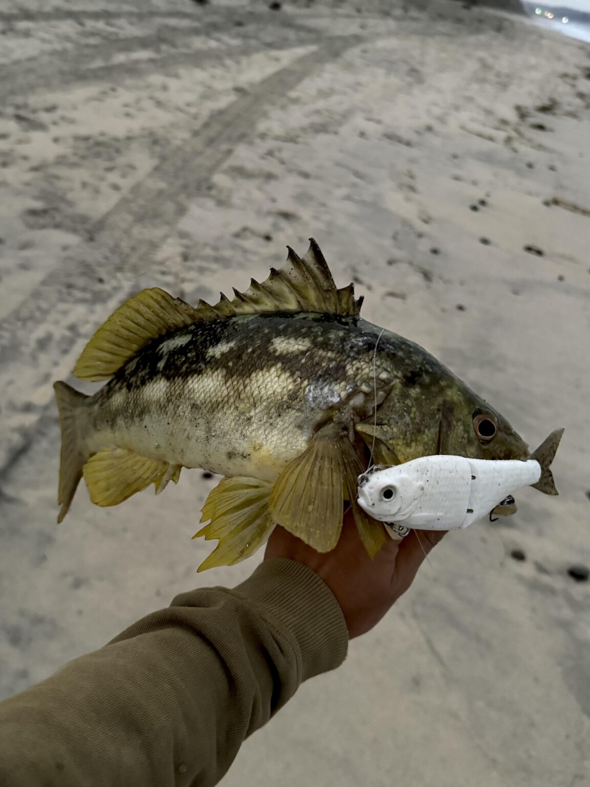 Gilde bait calico