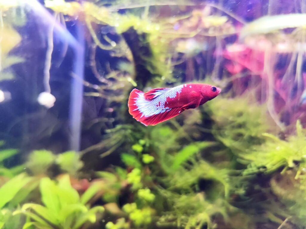 Betta Fish: These guppies are bullying my betta These guppies are bullying my betta