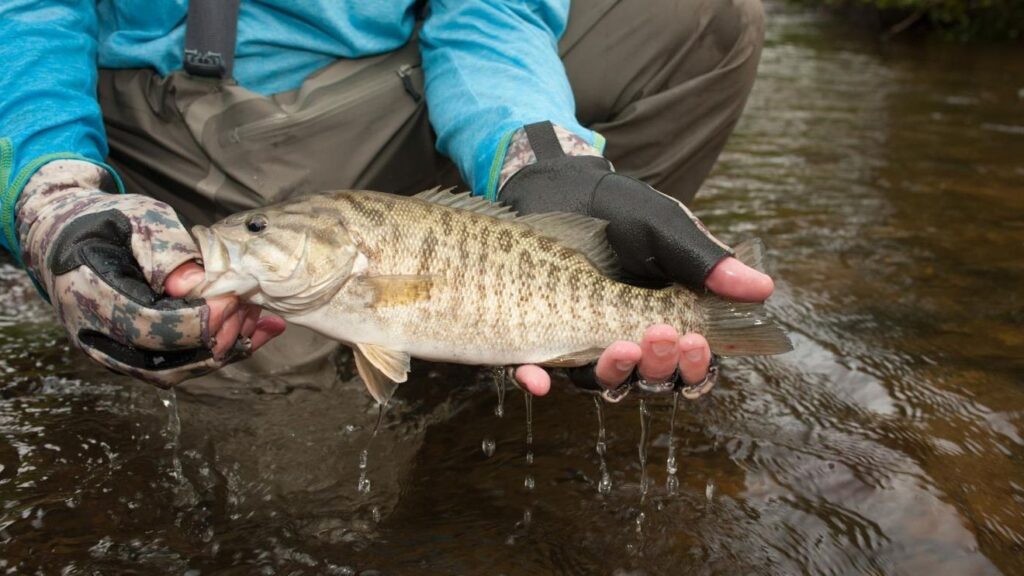2 fish species found upstream from Helene-washed-out dam for 1st time in over a century station icon