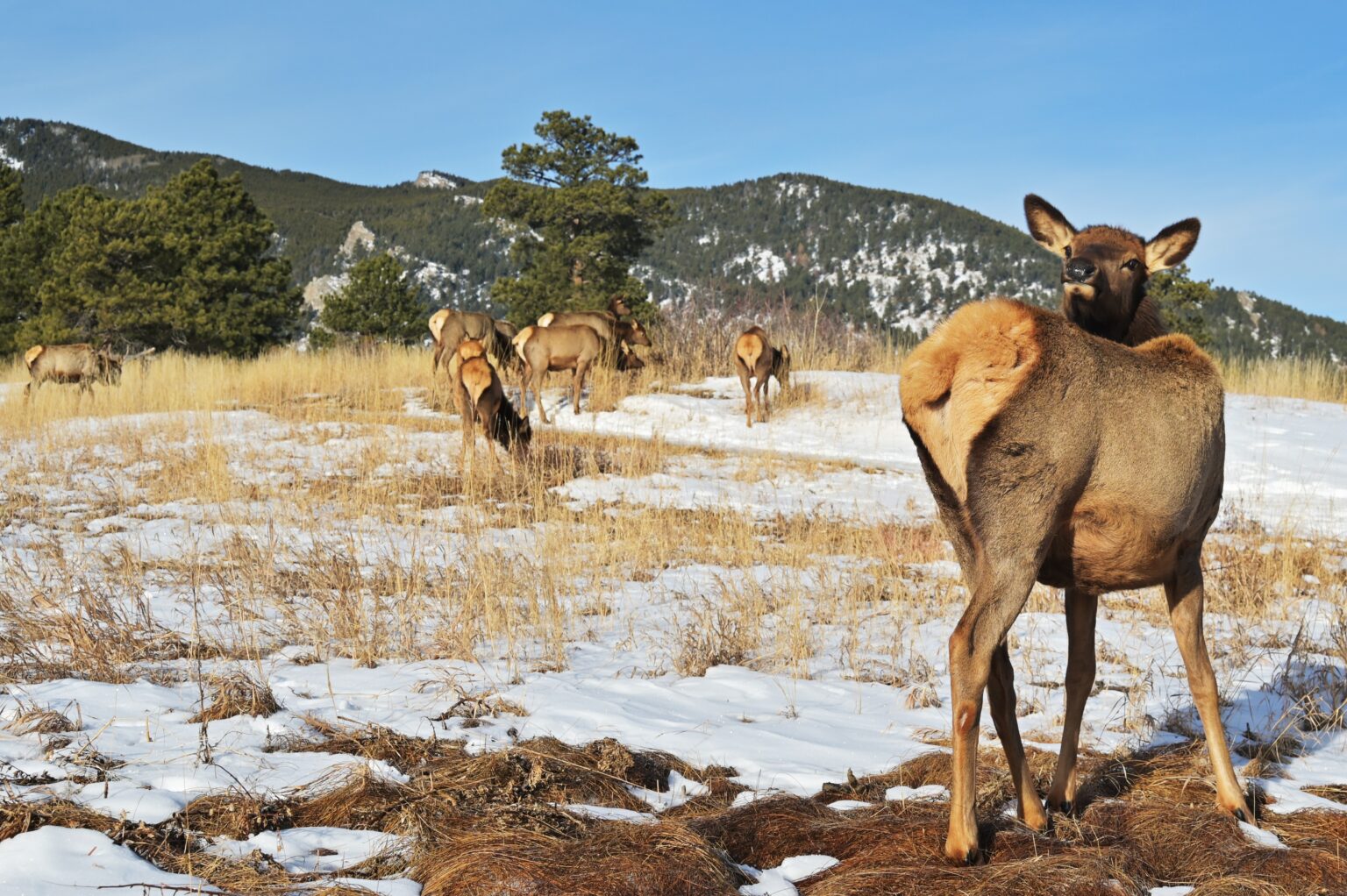 The right to hunt and fish belongs in the Colorado Constitution (opinion)