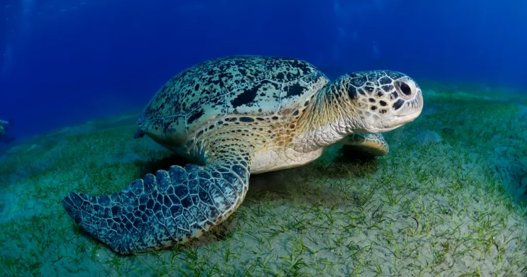 10 charged in multiyear undercover probe of illegal commercial fishing operation, sea turtle poaching in Florida
