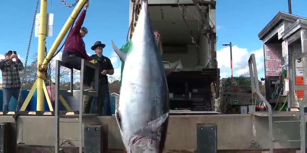 New Hampshire record for largest bluefin tuna breaks decade-old mark