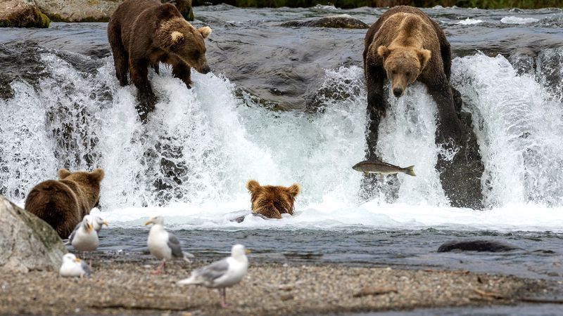 BROOKS FALLS,  ALASKA - AUGUST 11:  Brown bears fish for sockeye salmon on August 11, 2023 at Brooks Falls, Alaska within the Katmai National Park and Preserve. The bears feast in large numbers at the falls between July and September, as millions of salmon swim upstream to spawn. Many of the same bears return to the falls annually, gorging on salmon to fatten up before hibernating for winter. The bears have become something of an internet sensation, as "bearcams" livestream bear activity at and around the falls to viewers worldwide. Commercial salmon fishing in Alaskan waters has often pitted business interests against wildlife conservationists in Alaska, which has more national park and wilderness land than anywhere in the United States. (Photo by John Moore/Getty Images)