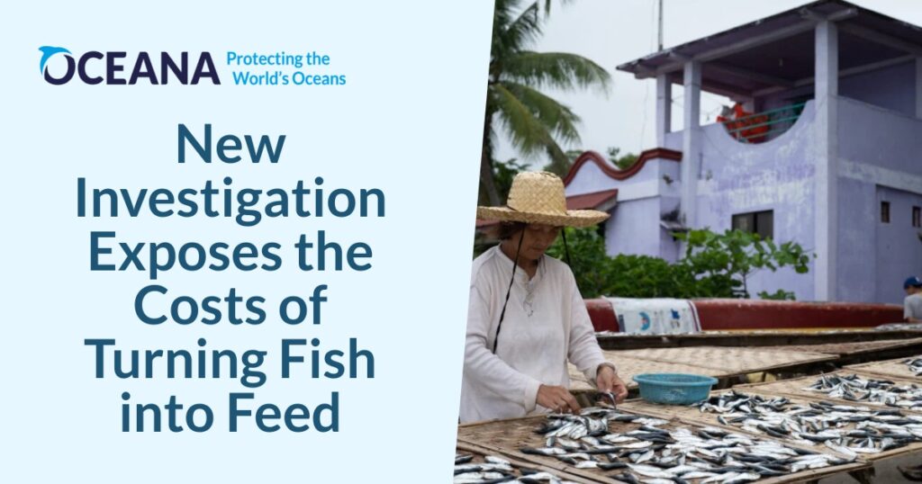 New Investigation Exposes the Costs of Turning Fish into Feed