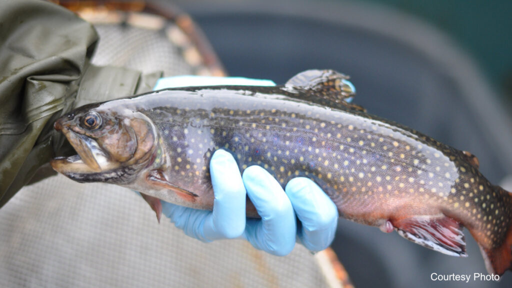 Fall Trout Stocking in Select Lakes and Streams In Vermont / iBerkshires.com image description