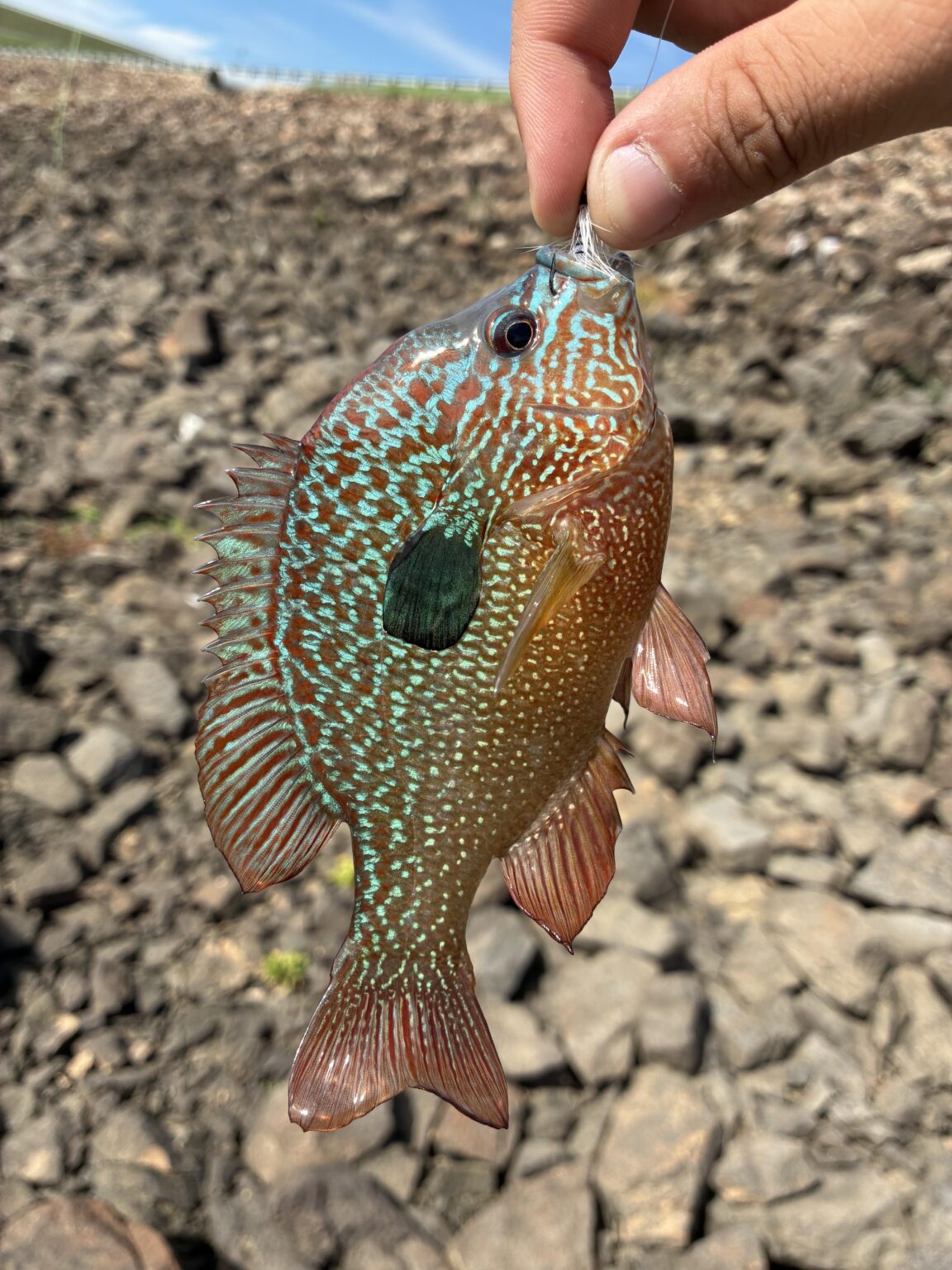 Craziest coloring I've ever seen on a fish.