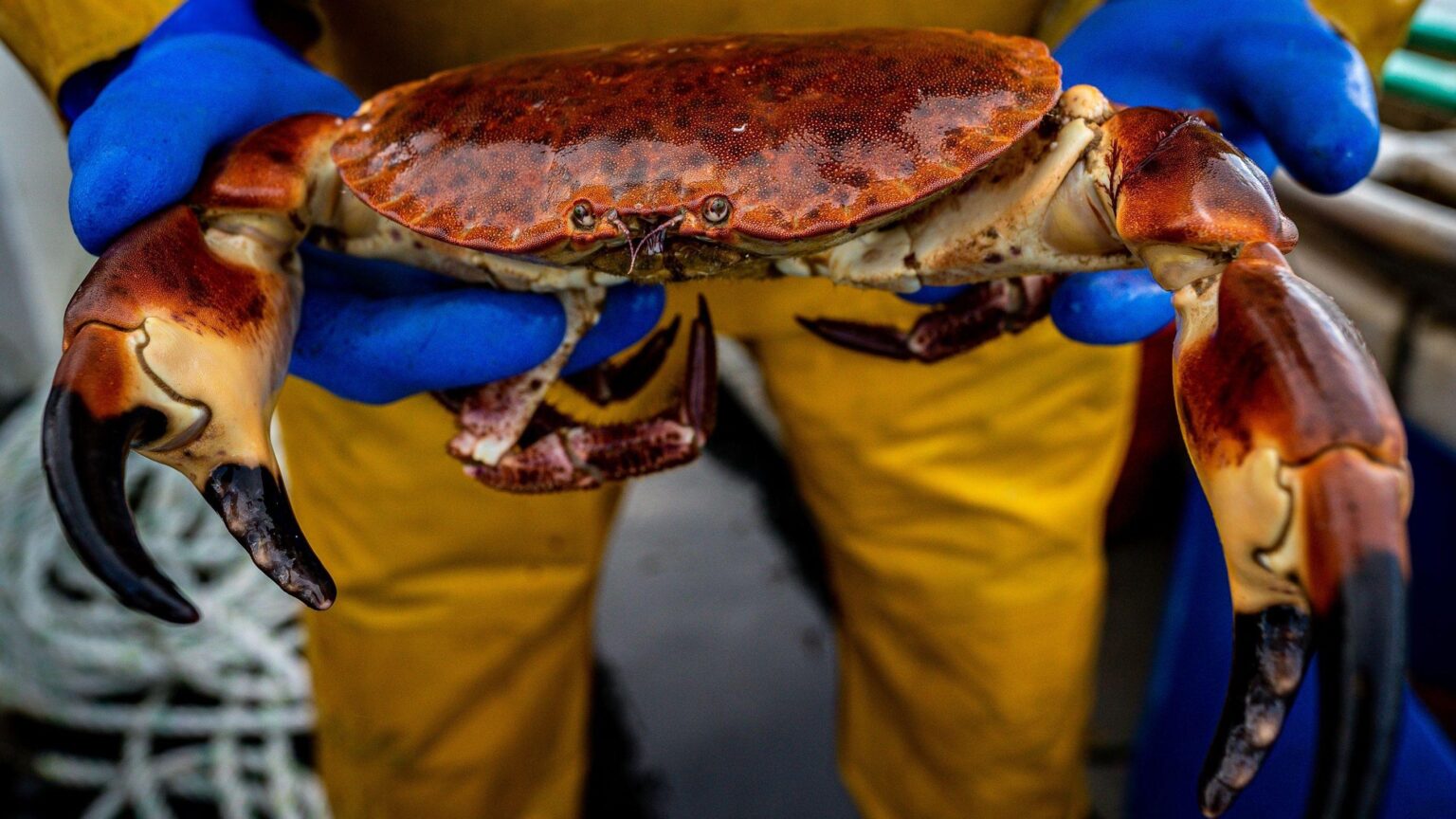 Sea harvest service celebrates fishing industry Apple App Store