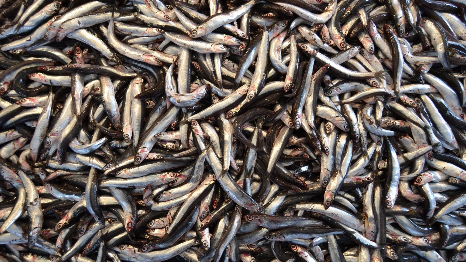 Foul Fishmeal Factories: The Stench That Rich Nations Leave Behind • The Revelator Foul Fishmeal Factories: The Stench That Rich Nations Leave Behind • The Revelator