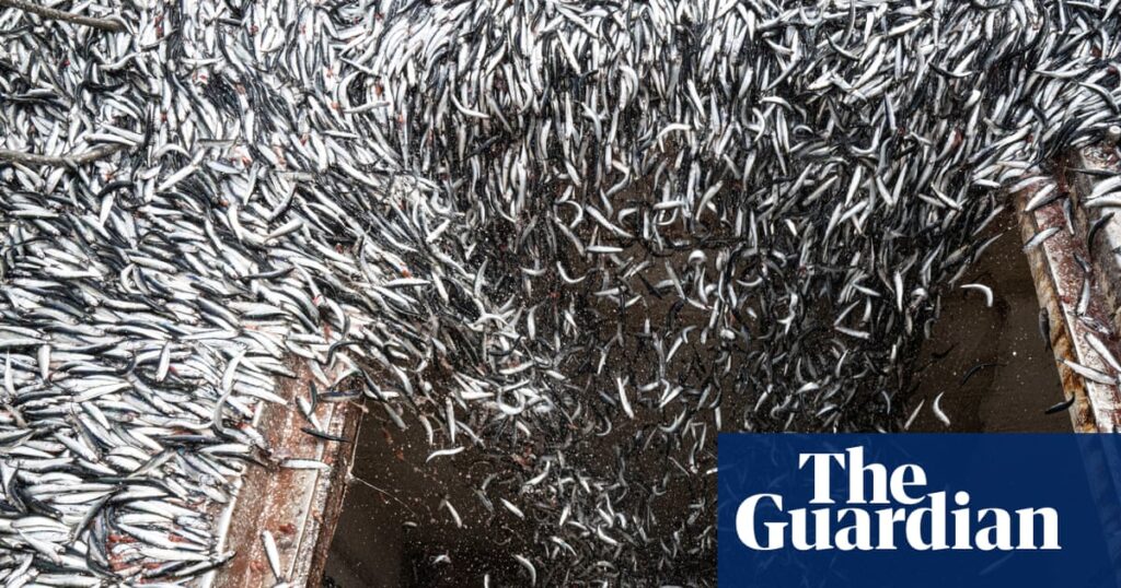 A perfect storm: how the super El Niño is devastating the fishing industry | El Niño southern oscillation A perfect storm: how the super El Niño is devastating the fishing industry | El Niño southern oscillation