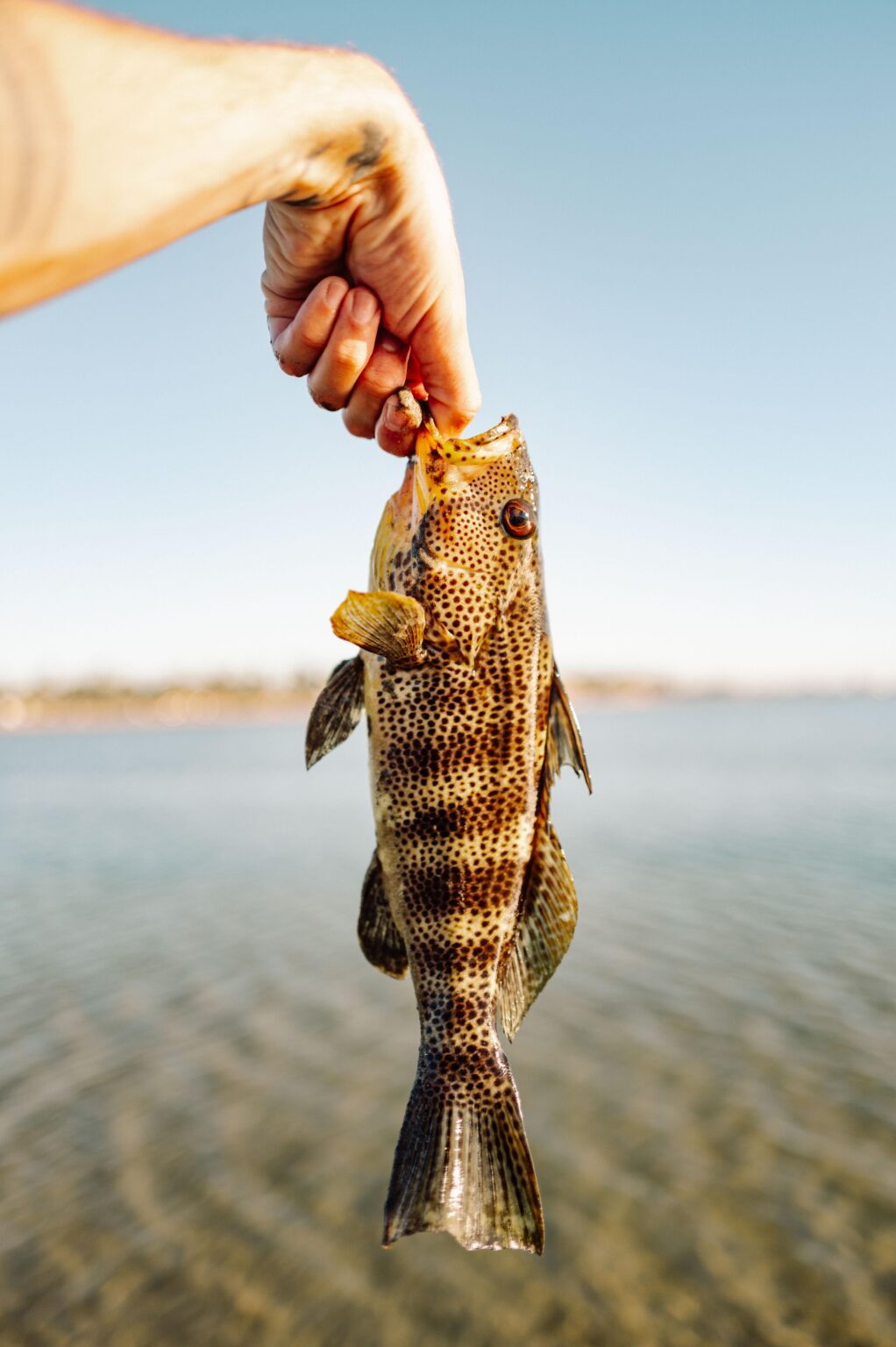 Caught my first saltwater fish on the fly! Caught my first saltwater fish on the fly!