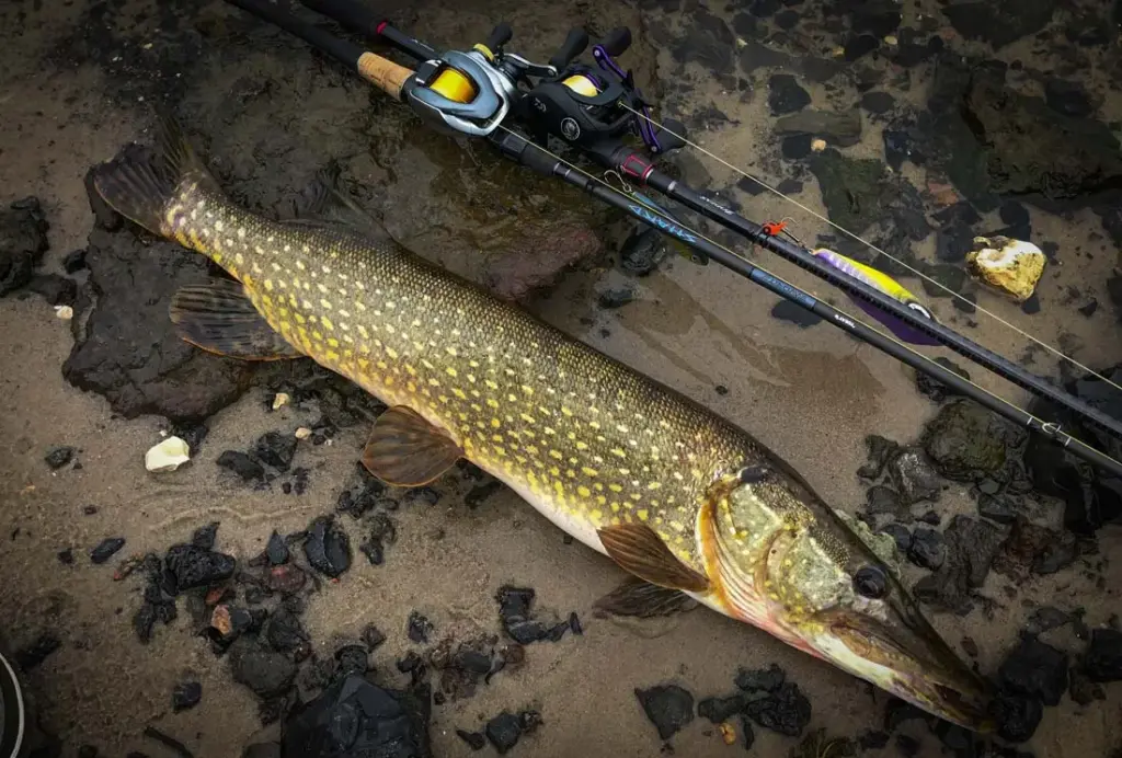 Fishing Calendar for October 19–25, 2026: Forecast and Gear for Autumn Predators
