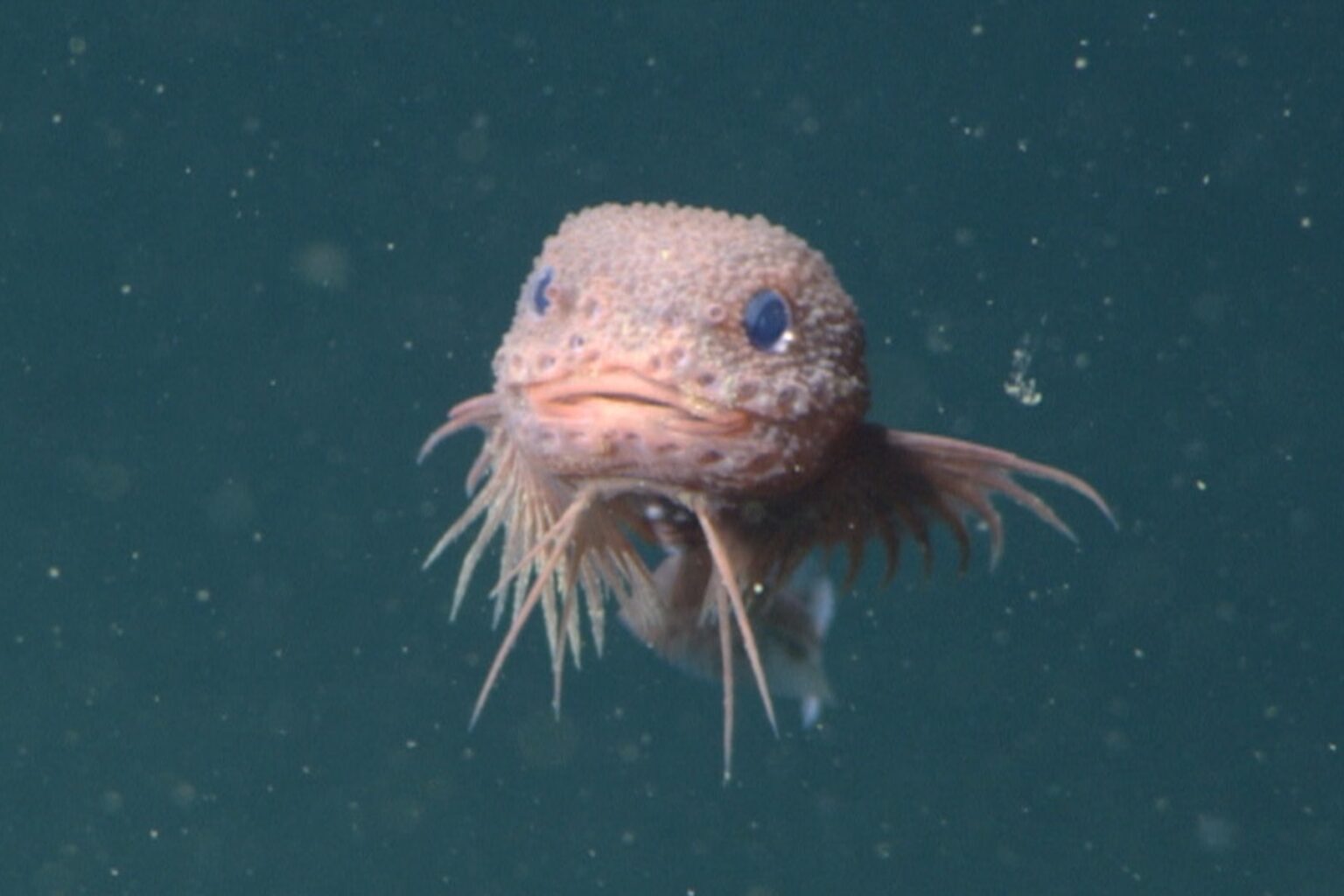 MBARI’s advanced underwater technology reveals a new species of deep-sea snailfish • MBARI MBARI's advanced underwater technology reveals a new species of deep-sea snailfish • MBARI