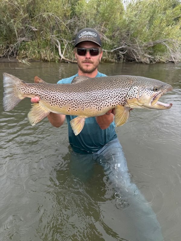 Bear River Produces New Idaho Catch-and-Release State Record Brown Trout - The Outdoor Wire