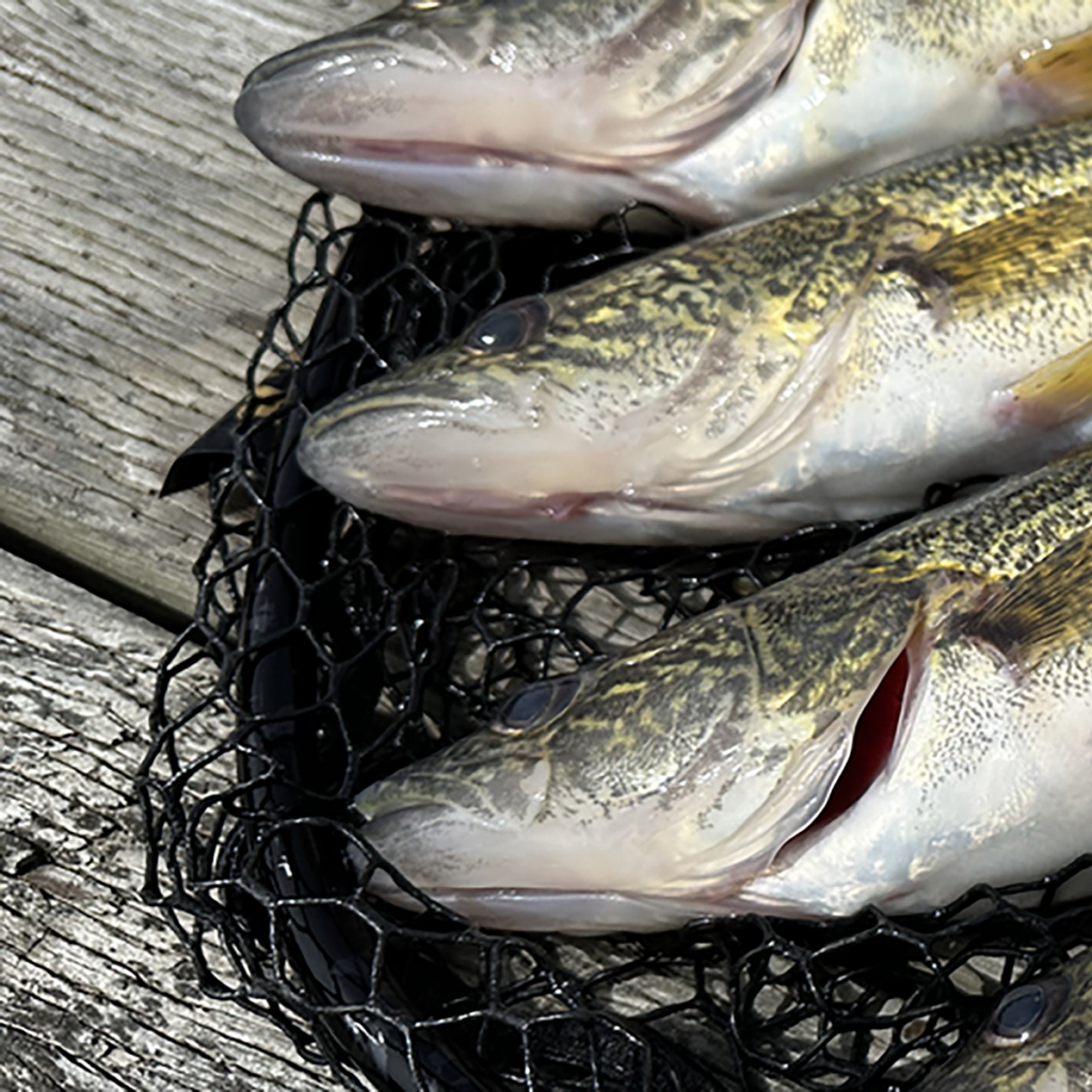 Fall walleye are on the move in Lake Pend Oreille