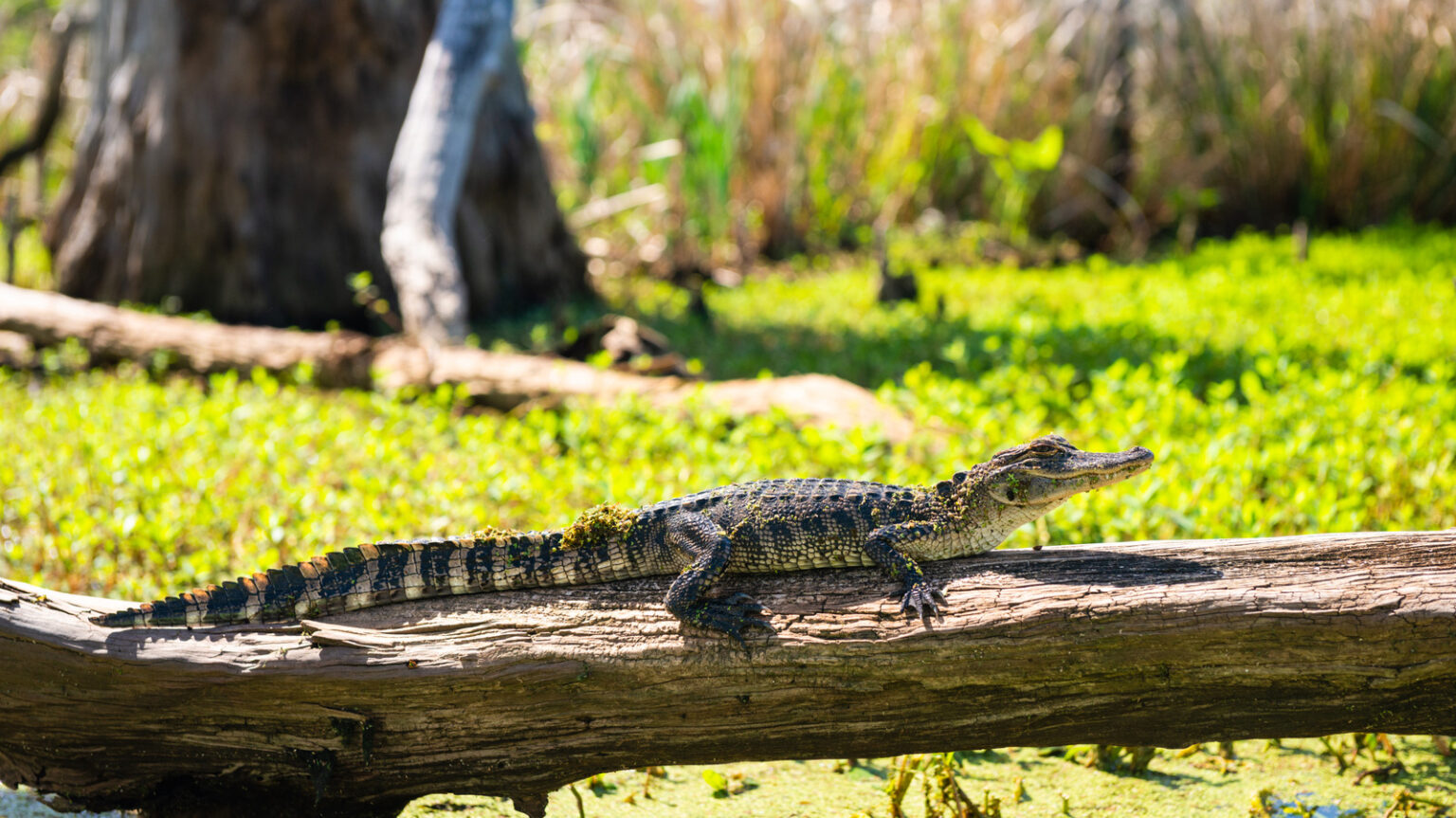 Louisiana's Scenic Wetlands Wildlife Area Is Surrounded By 2 Lakes With Birding, Fishing, And Boating