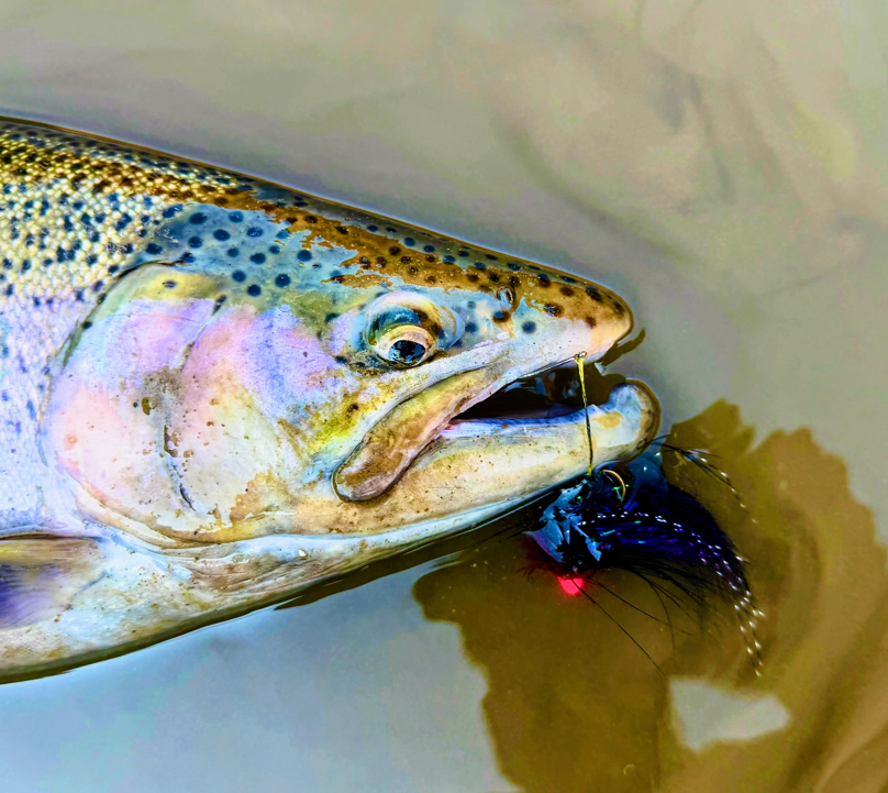 Low water, big steelhead: get ready for fall run Low water, big steelhead: get ready for fall run