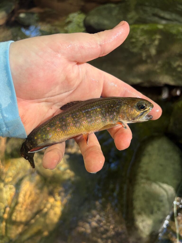 GSMNP