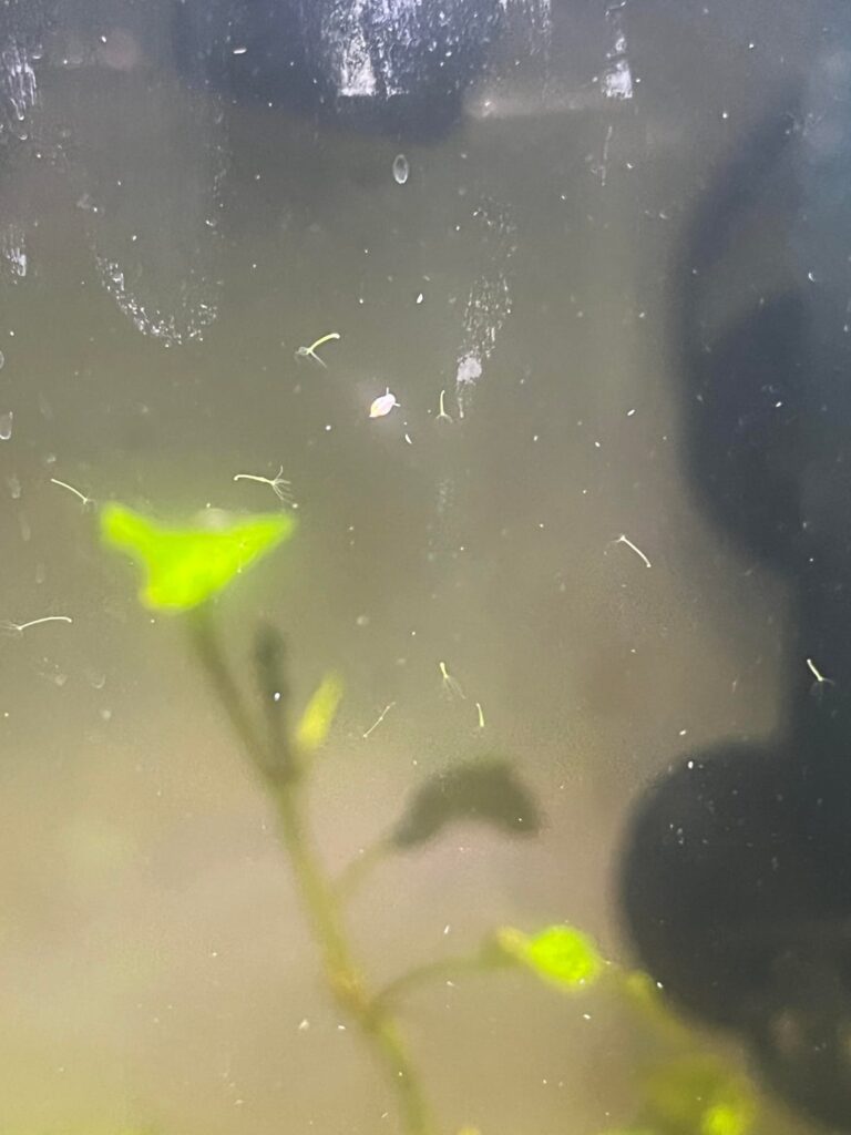 Aquariums: 1 million hydra 1 million hydra