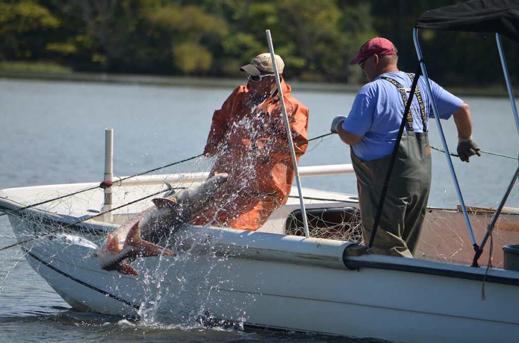 Commercial fishers ask NOAA to downlist Atlantic sturgeon Researchers at the Virginia Commonwealth University Rice Rivers Center pull an Atlantic sturgeon aboard their boat after capturing it in a gillnet for tagging. Photo: Matt Balazik, VCU Rice Center