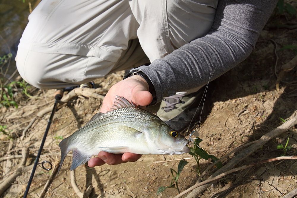 Angler fishing for white bass on the Salt River