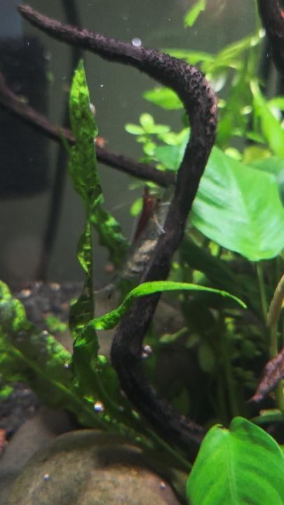 Don't mind me. I'll just eat this fish flake while I ride on top of your head.